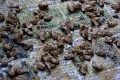 35_ile koh_chong_tissage_011